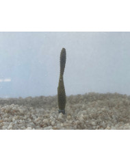 Secret Secret 3in Floating Neech - Leech Tilapia