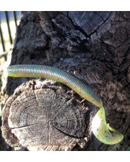 Gary Yamamoto Stretch 40 Grub Dark Wat Red/ Light Wat Red 4in