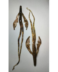 Itty's Sci-fi Craw Amber Laminate 6.5"