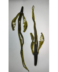 Itty's Sci-fi Craw Green Pumpkin 6.5"