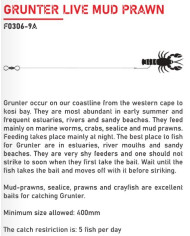 Elbe Grunter Live Mud Prawn Trace 3pc 