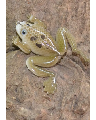 React Soft Frog Pre-Rigged Natural Brown 1/0 5cm 5g