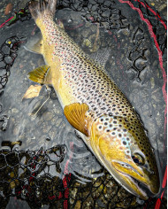 Dragon/Pafex Landing Net 55cmL x50cmW x60cmD- 15cm Handle