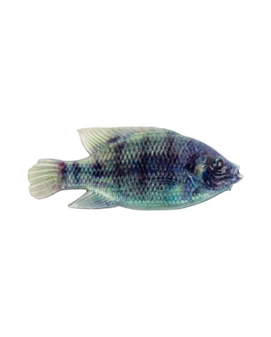 Cull-em Pro Series Natural Kurper - Olive Bream 4in Cull-em Pro Series Natural Kurper - Olive Bream 4in