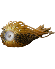 Sensation Spinnerbait Skirt Pumpkin Green Flake 2pc