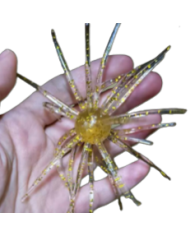 CMF Bass Bug Ball Large Golden Star 3/4in Ball 4 1/2in 1pc