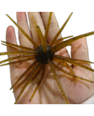 CMF Bass Bug Ball Large Crawdad Black 3/4in Ball 4 1/2in 1pc