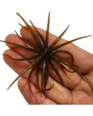 CMF Bass Bug Ball Large Crawdad Candy Brown 20mm Ball 4 1/2in 1pc