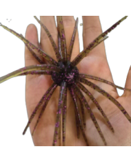 CMF Bass Bug Ball Large Green Pumpkin Purple 20mm Ball 4 1/2in 1pc