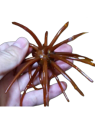 CMF Bass Bug Ball Extra Large Crawdad Candy 25mm Ball 5 1/2in 1pc