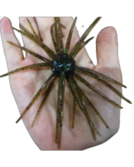 CMF Bass Bug Ball Extra Large Green Pumpkin Candy 25mm Ball 5 1/2in 1pc