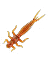 CMF Bass Larva Motor Oil Red 2 1/2in 10pc