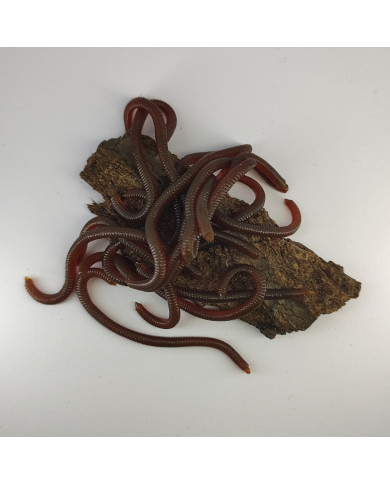 CMF Bass Earthworm Natural Brown 10cm 15pc