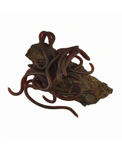 CMF Bass Earthworm Natural Brown 8cm 15pc