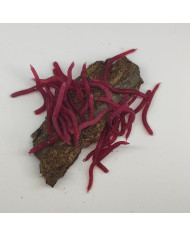 CMF Bass Earthworm Dark Red 3.5cm 30pc