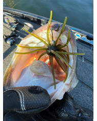Core Tackle Dice Rig