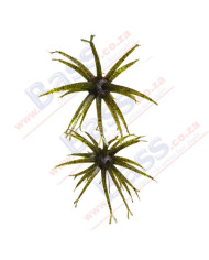 Itty's Secret Baits Oogin Watermelon Red 22mm Ball 4.5in 2pc