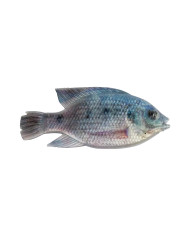 Cullem Pro Series Natural Kurper - Blue Kurper - Female 4in
