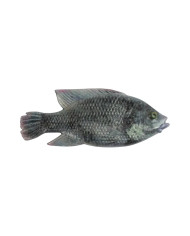 Cullem Pro Series Natural Kurper - Blue Kurper - Male 4in