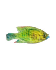 Cullem Pro Series Natural Kurper - Dwarf Kurper 4in