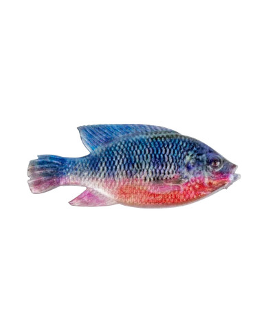 Cullem Pro Series Natural Kurper - Red Breast Kurper 4in