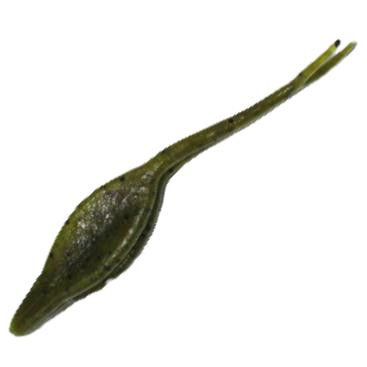 Itty's Secret Baits Double Side 3.75in