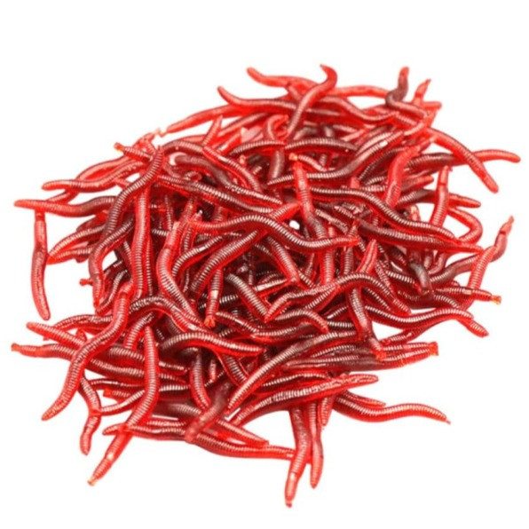 React Earthworm 4cm
