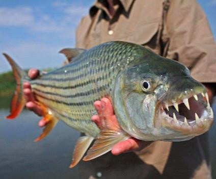 Tiger Fishing